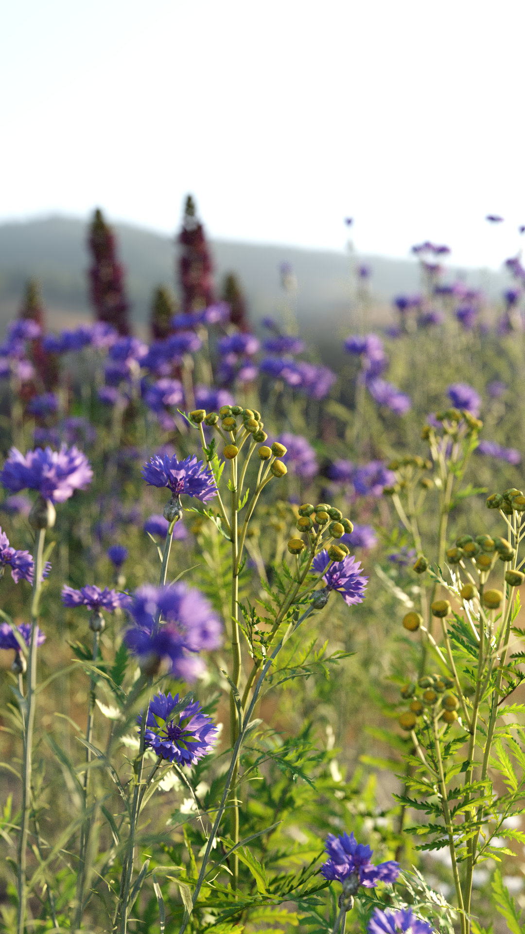 meadow of wildflowers