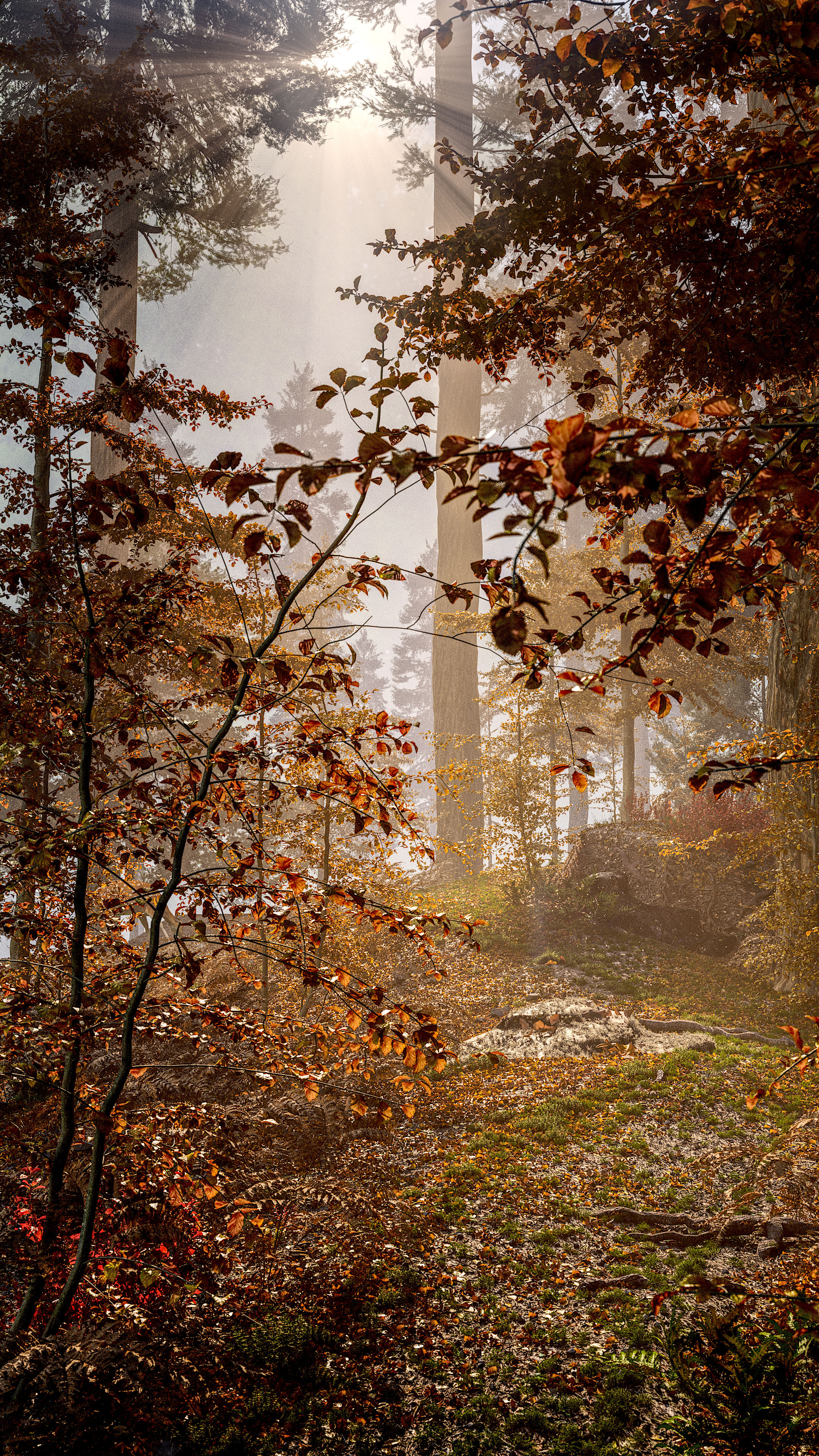 misty forest in dramatic autumn colors